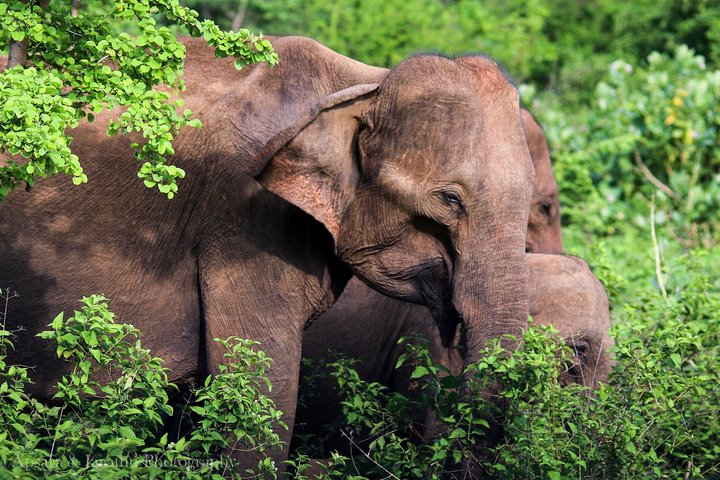 Udawalawe National Park